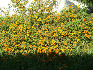 O CALOR DO AMARELO