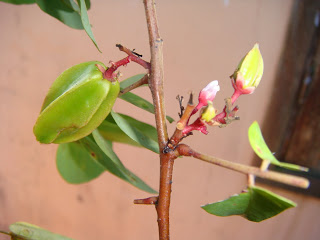 CARAMBOLA