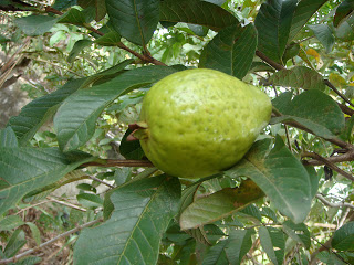 GOIABEIRA DE CASA