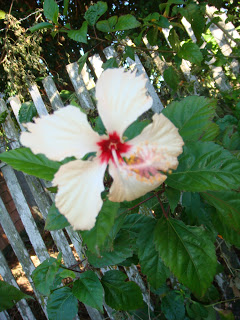 HIBISCO LINDO E SUAVE