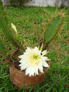 FLOR DE CACTOS