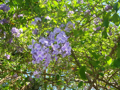 BOM FIM DE SEMANA COM MUITAS FLORES E ALEGRIA.