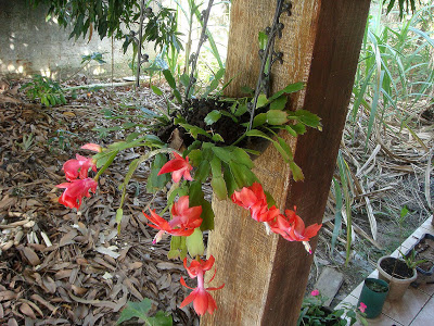 FLOR DE MAIO