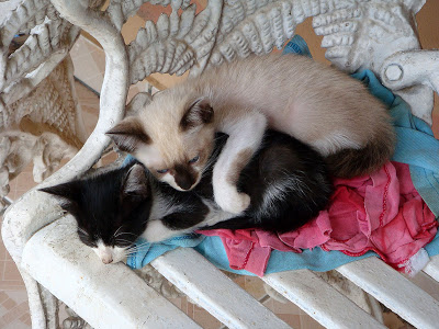 GATINHOS QUE FORAM ABANDONAS NO MEU PORTÃO