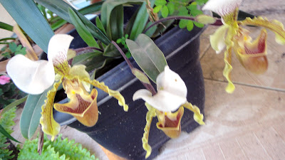 ORQUÍDEA SAPATINHO