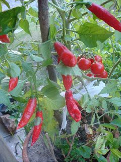 TOMATES E PIMENTAS  PLANTADOS EM VASO