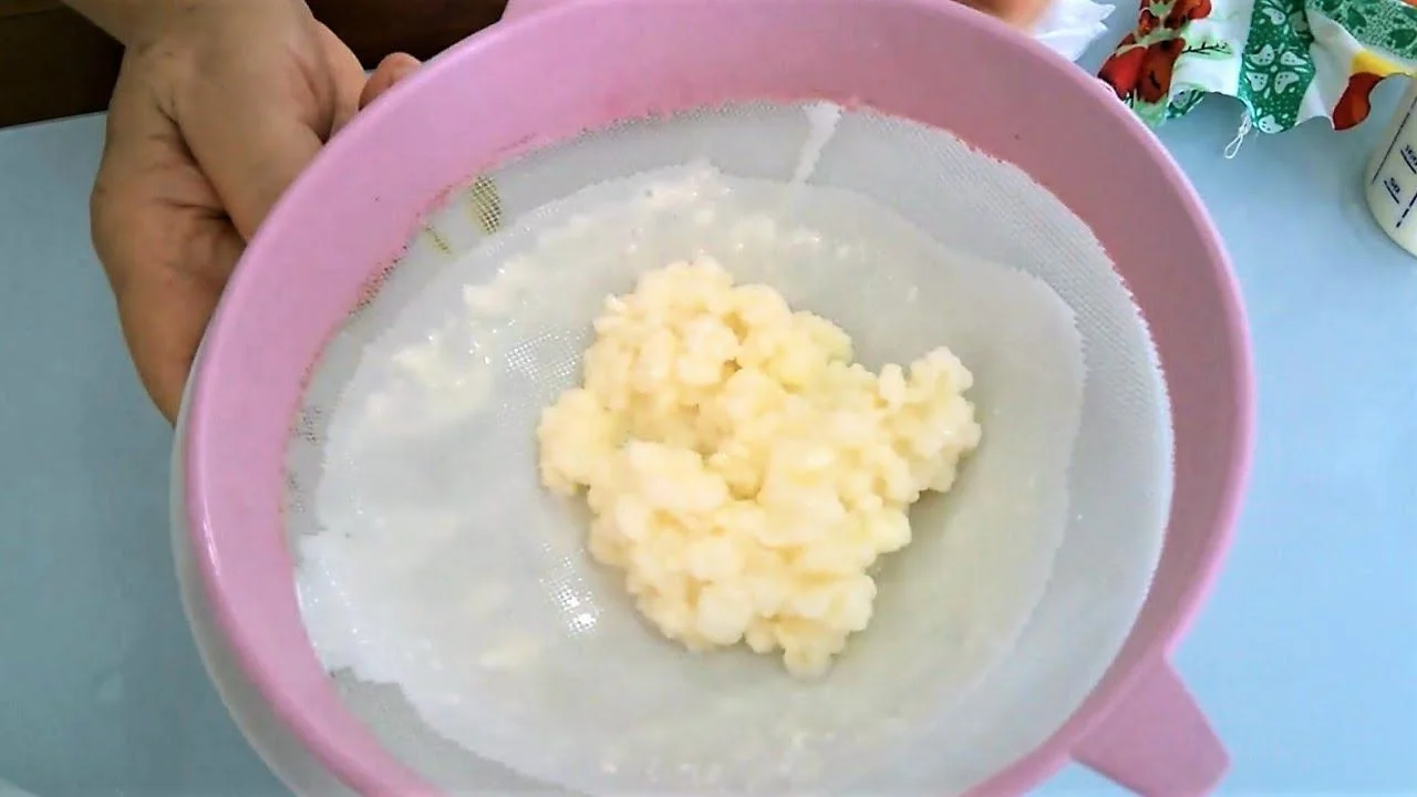 como cuidar do kefir